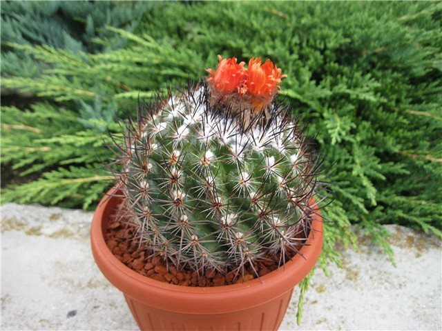 Notocactus bommeljei (?)