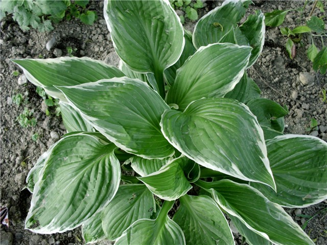 hosta1