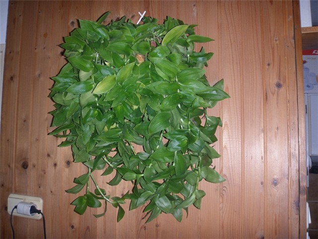 puzavci