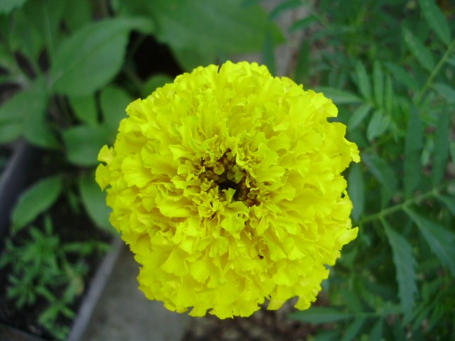 kadifica - tagetes