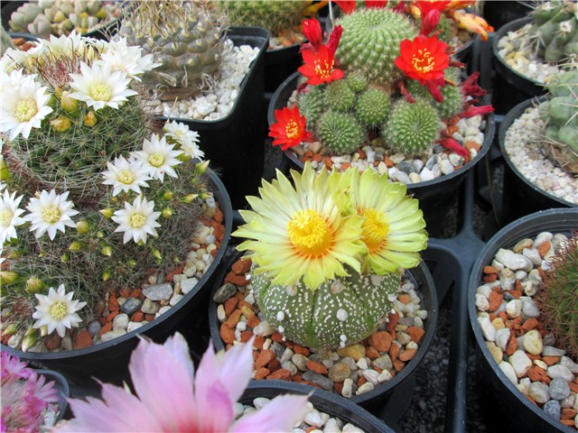 astrophytum asterias