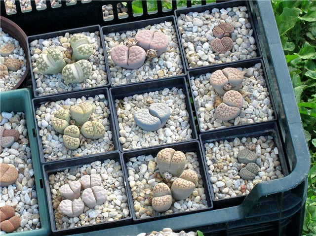 lithops