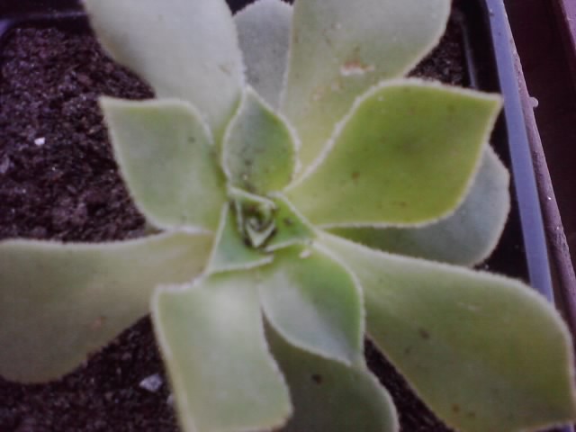 aeonium zeleni
