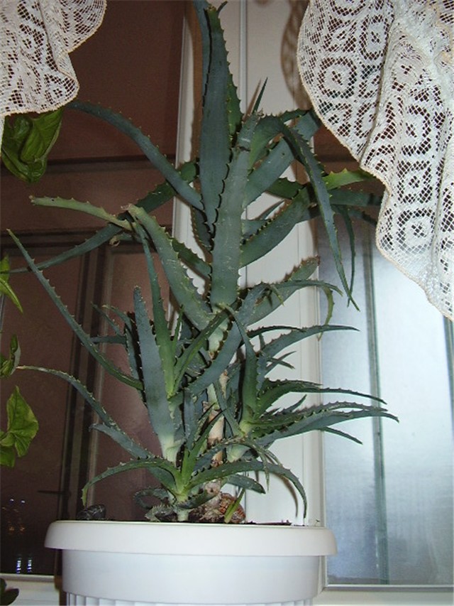 Aloja