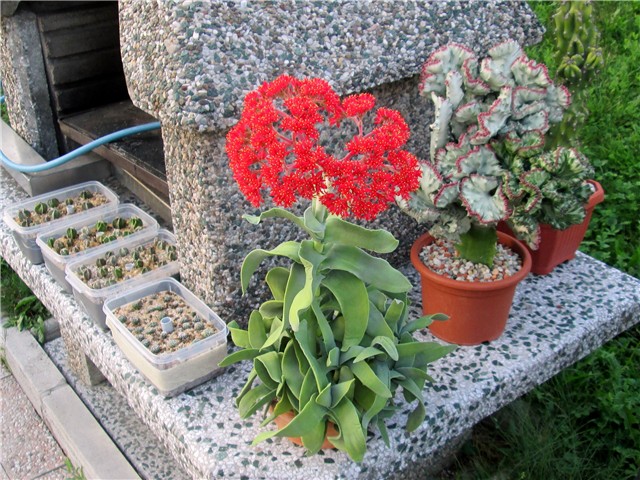 Crassula falcata