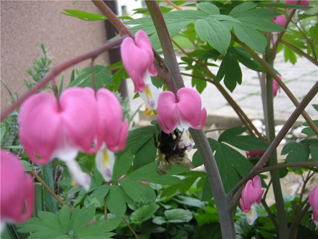 Dicentra (srdašce) i bumbar