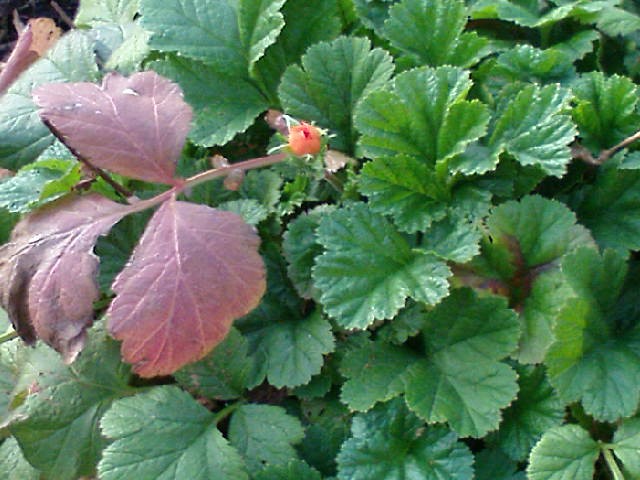 Geum Coccineum