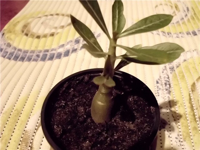 adenium 6