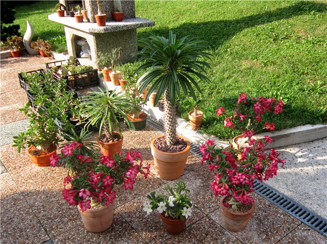 Adenium 