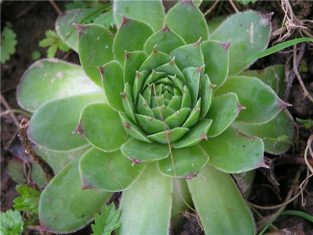 sempervivum