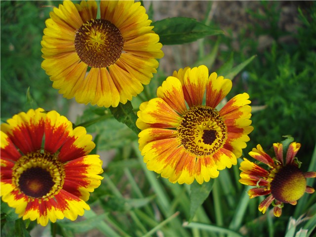 Helenium