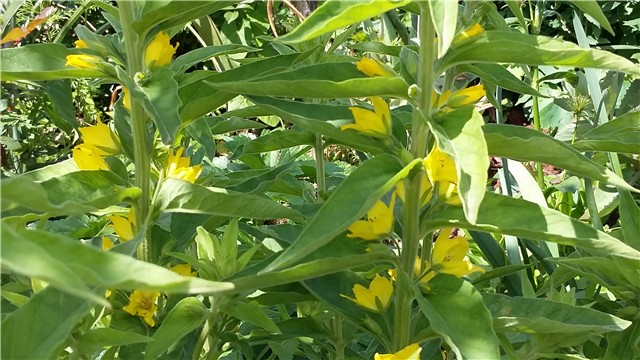lysimachia