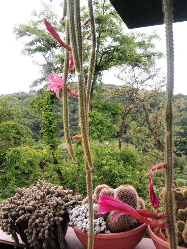 aporocactus