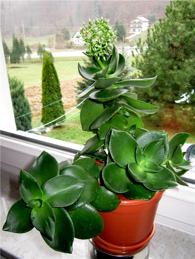 Crassula lactea