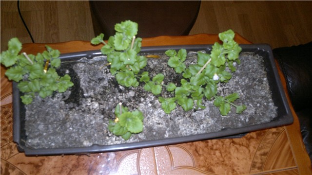 bacopa iz sjemena