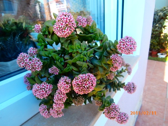 crassula springtime