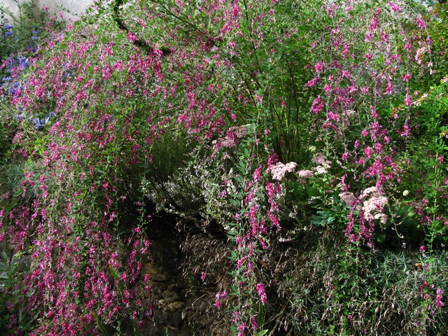 Lespedeza  thunbergii