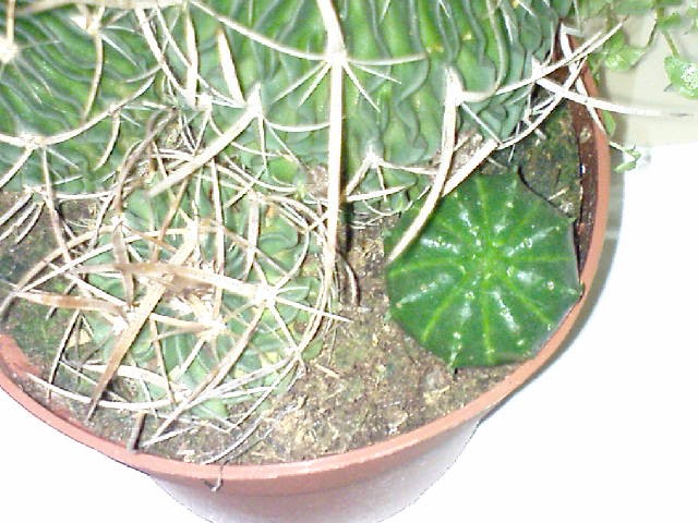 Kaktusi (Euphorbia obesa i Stenocactus)