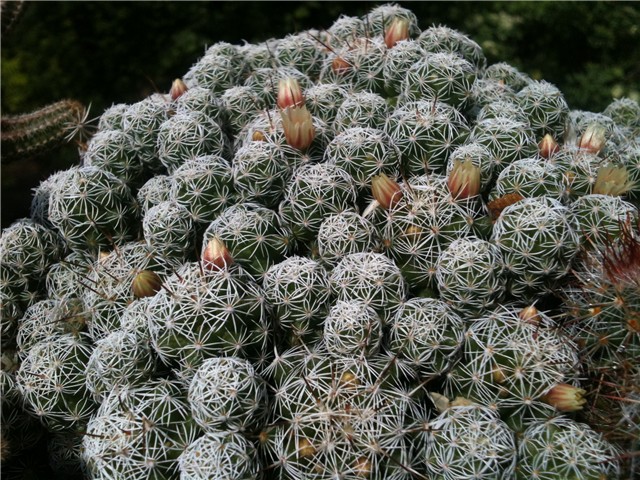 mammillaria
