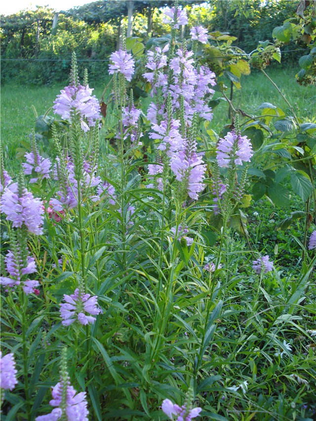 Physostegia