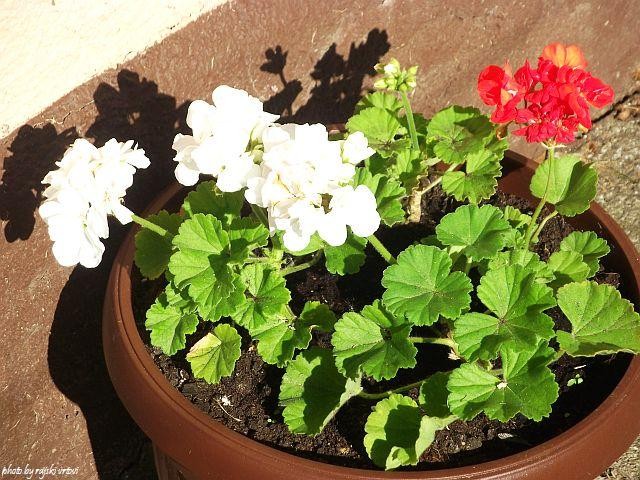 pelargonije