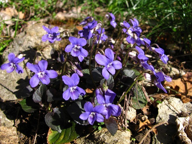 Viola labradorica