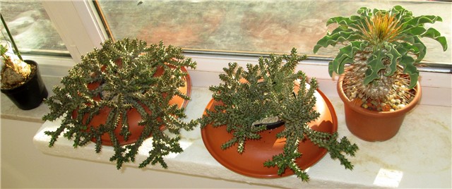 edithcolea, namaquanum 