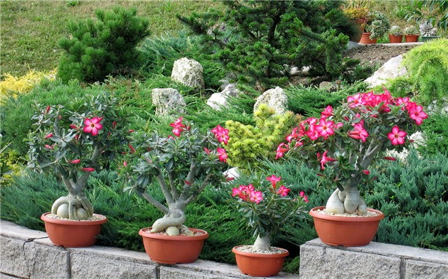Adenium obesum