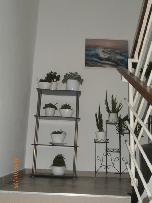 sukulenti 2