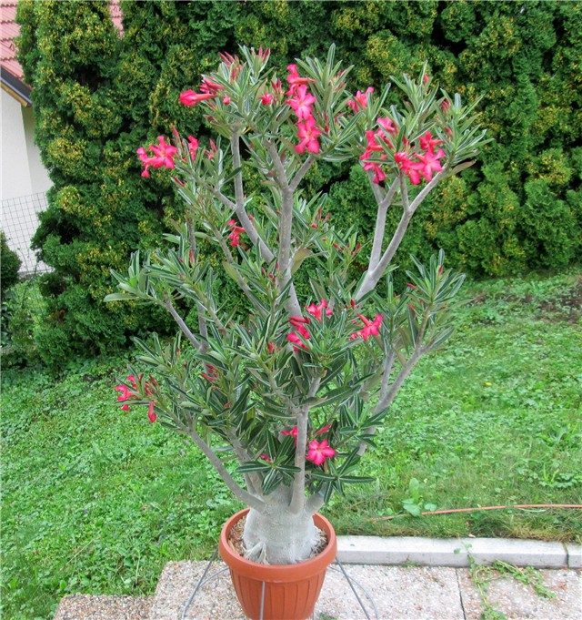 Adenium obesum