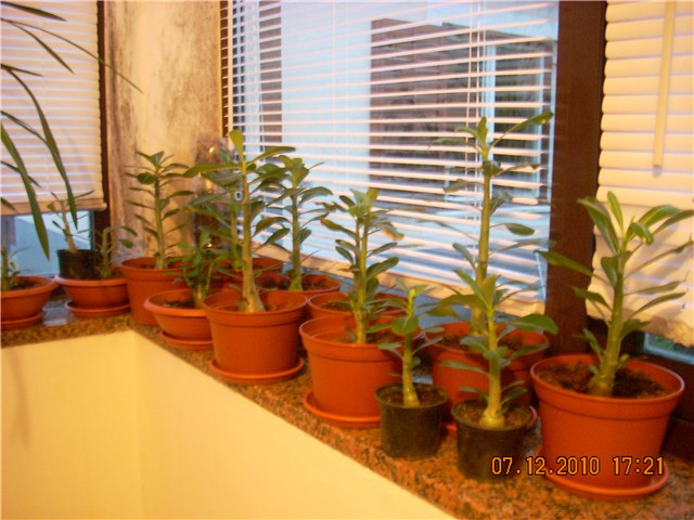 adenium obesum