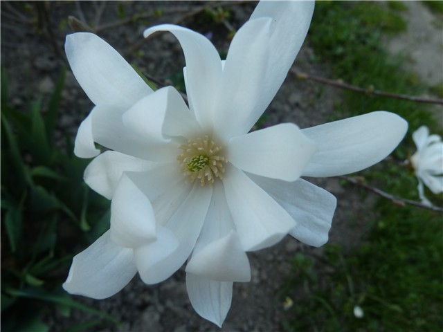 Magnolia Stellata