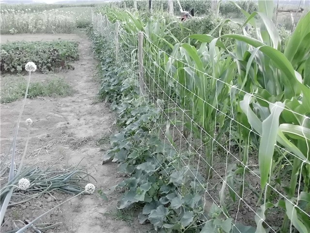 krastavci4