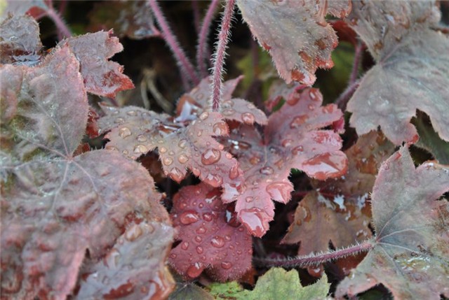 heuchera