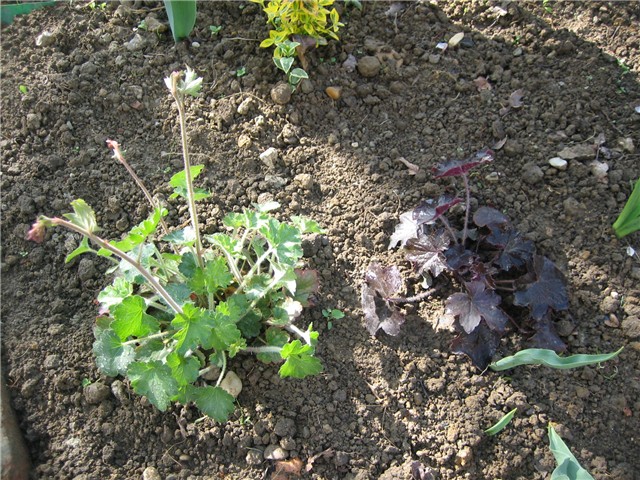 Heuchera