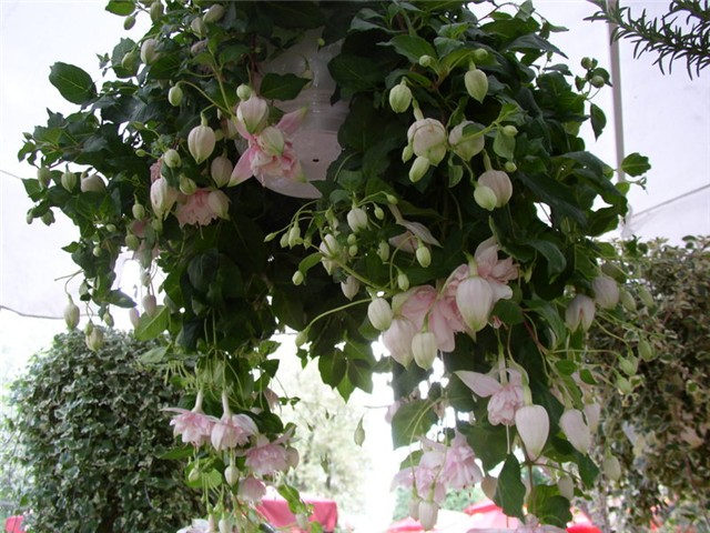 Flora Art Zagreb