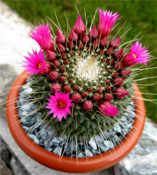 Mammillaria spinosissima Un Pico