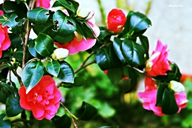 camellia