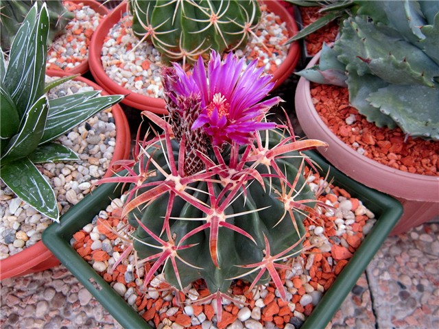 Ferocactus latispinus 