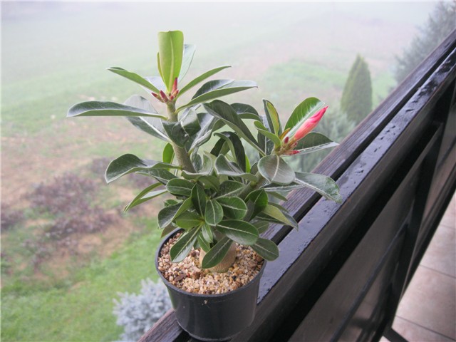 Adenium obesum, sijanci travanj, 2012