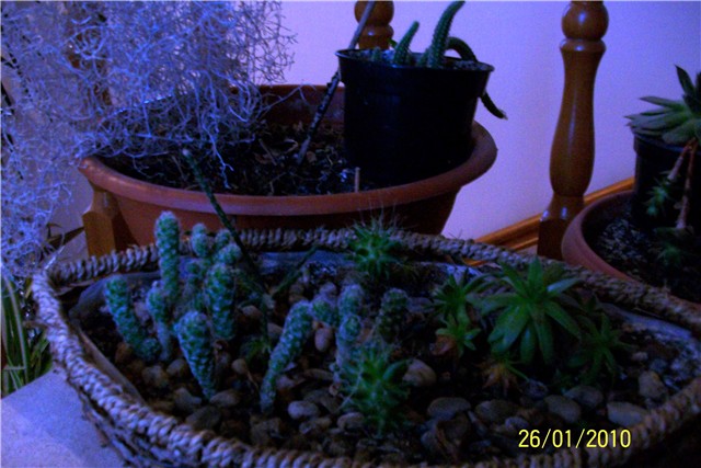 kaktusići