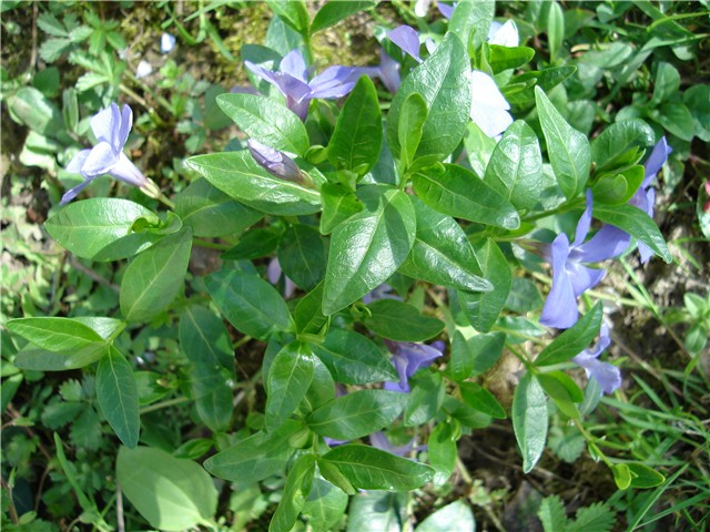 vinca