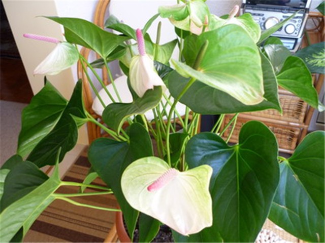 anthurium