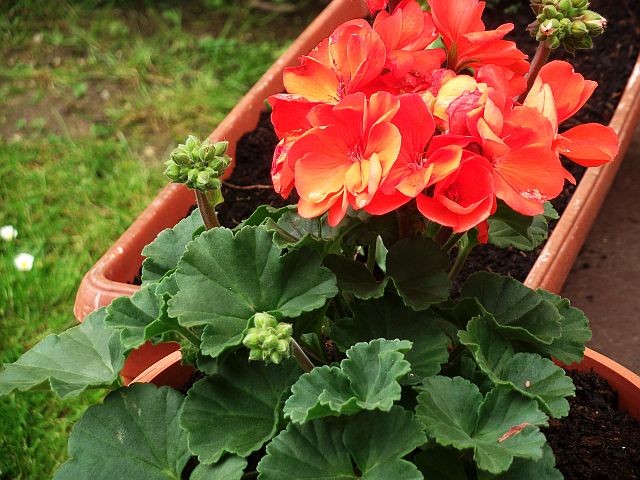 pelargonije