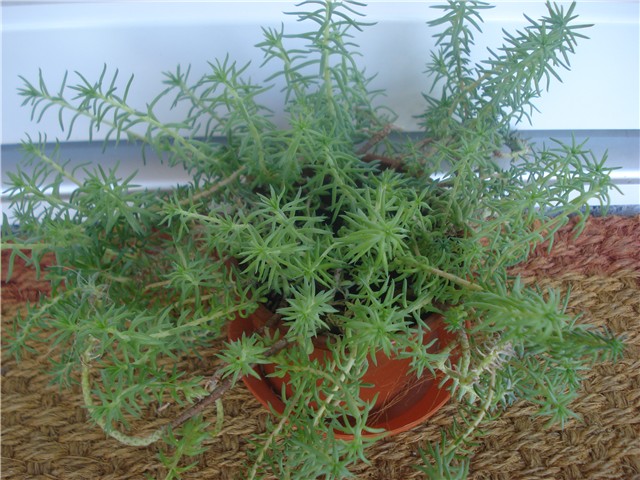 sedum