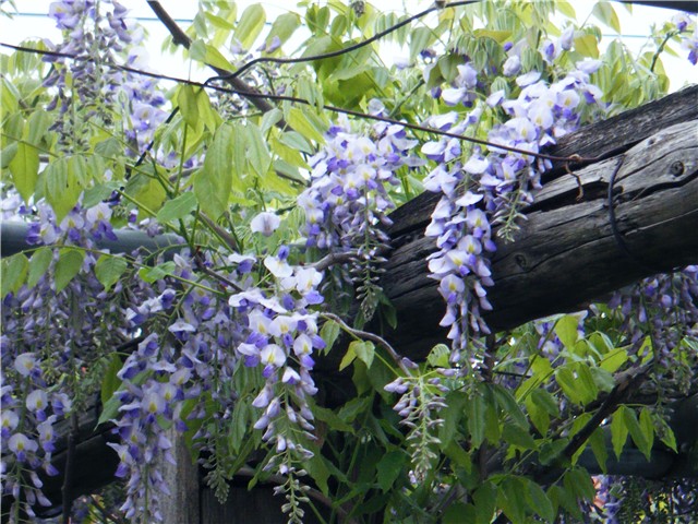 wisterija-glicinija