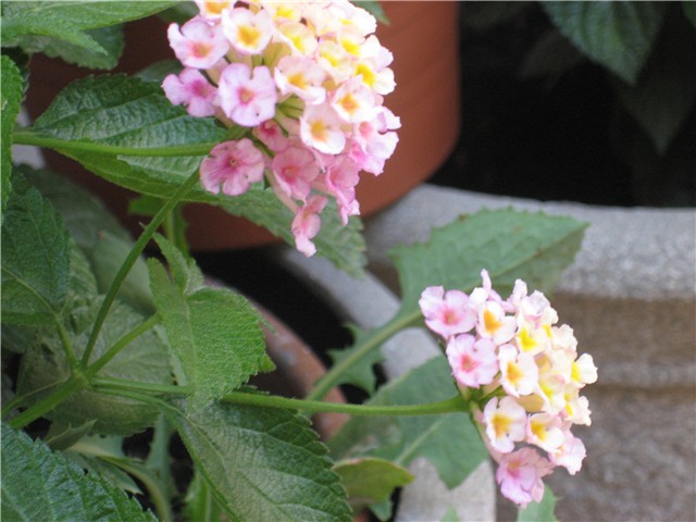 lantana