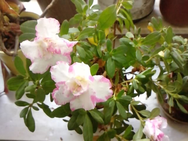 azalea2