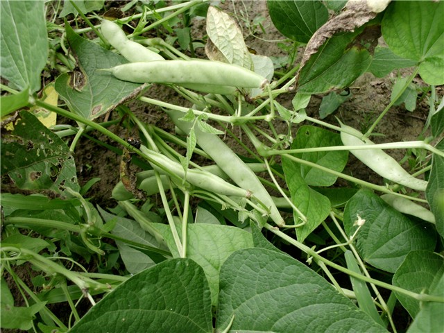 grah6