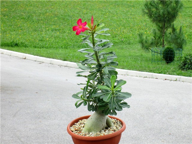 Adenium obesum